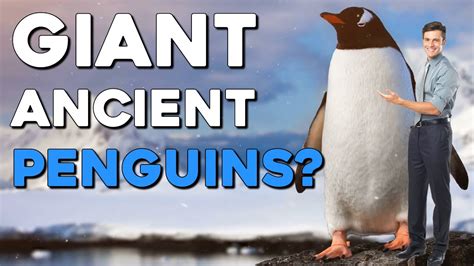 human sized penguin|huge penguin.